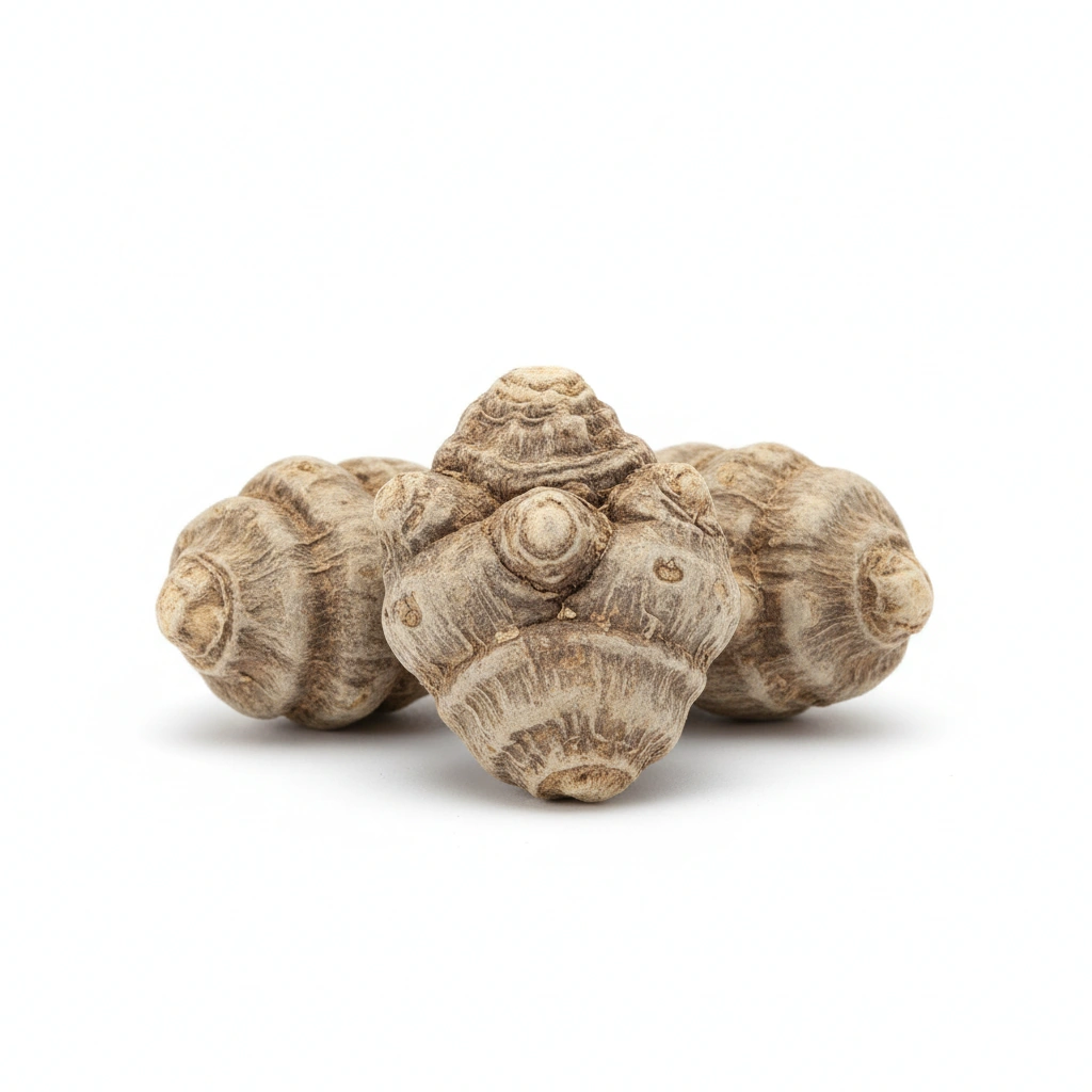 ATRACTYLODES (ATRACTYLODES MACROCEPHALA) RHIZOME EXTRACT {10:1}