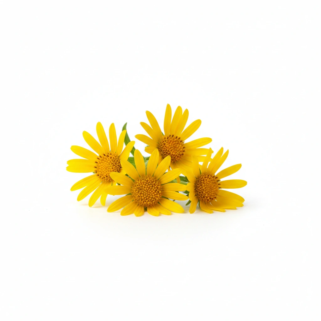 ARNICA POWDER (FLOWER)
