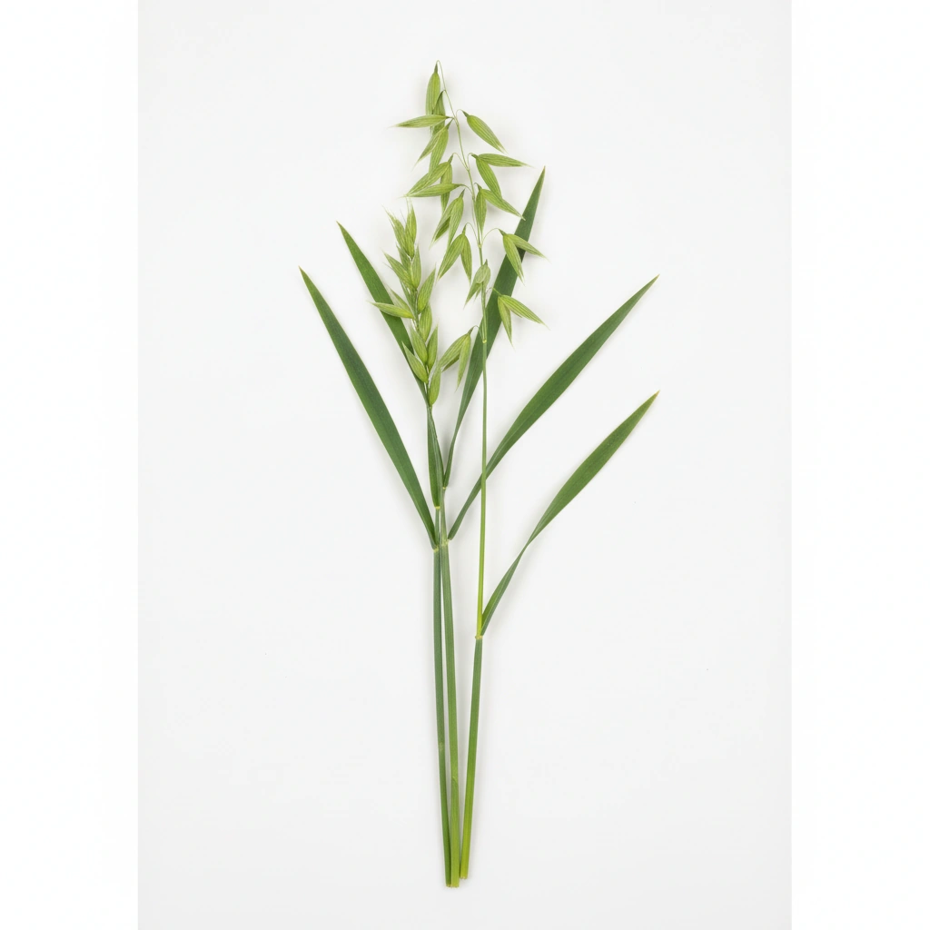 OAT STRAW (AVENA SATIVA) POWDER