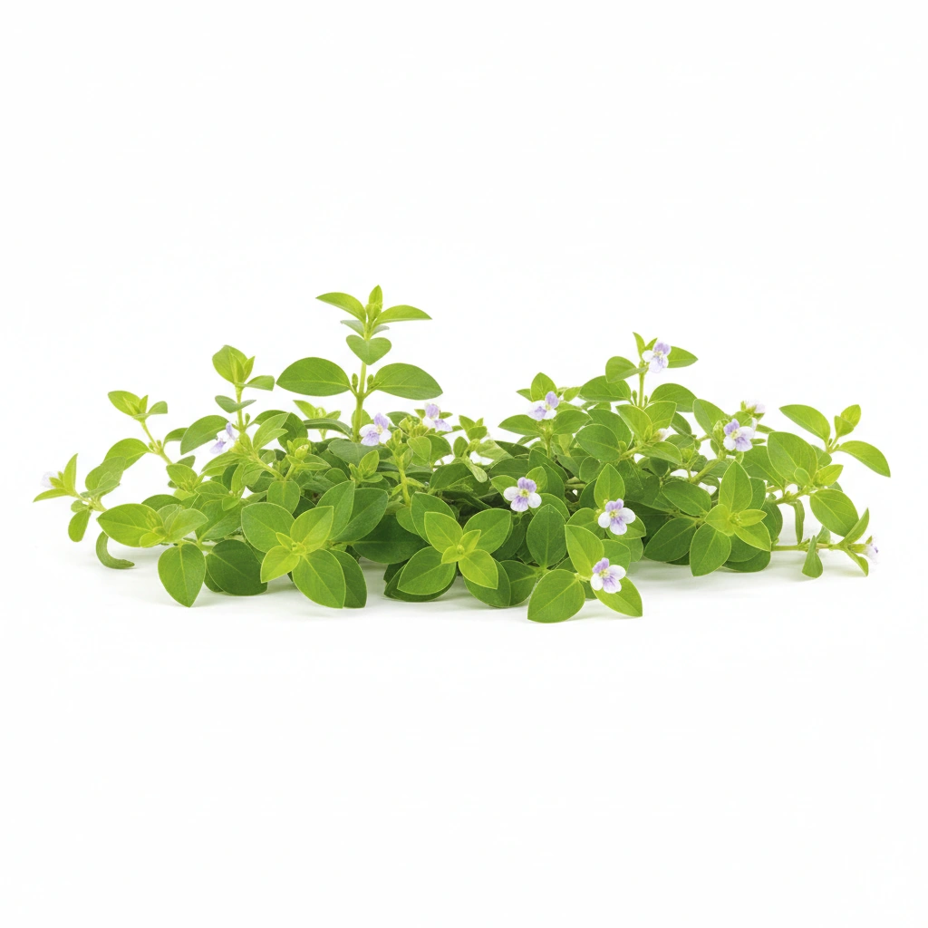 BACOPA MONNIERI EXTRACT (WHOLE HERB)(STD. TO 50% BACOSIDES)