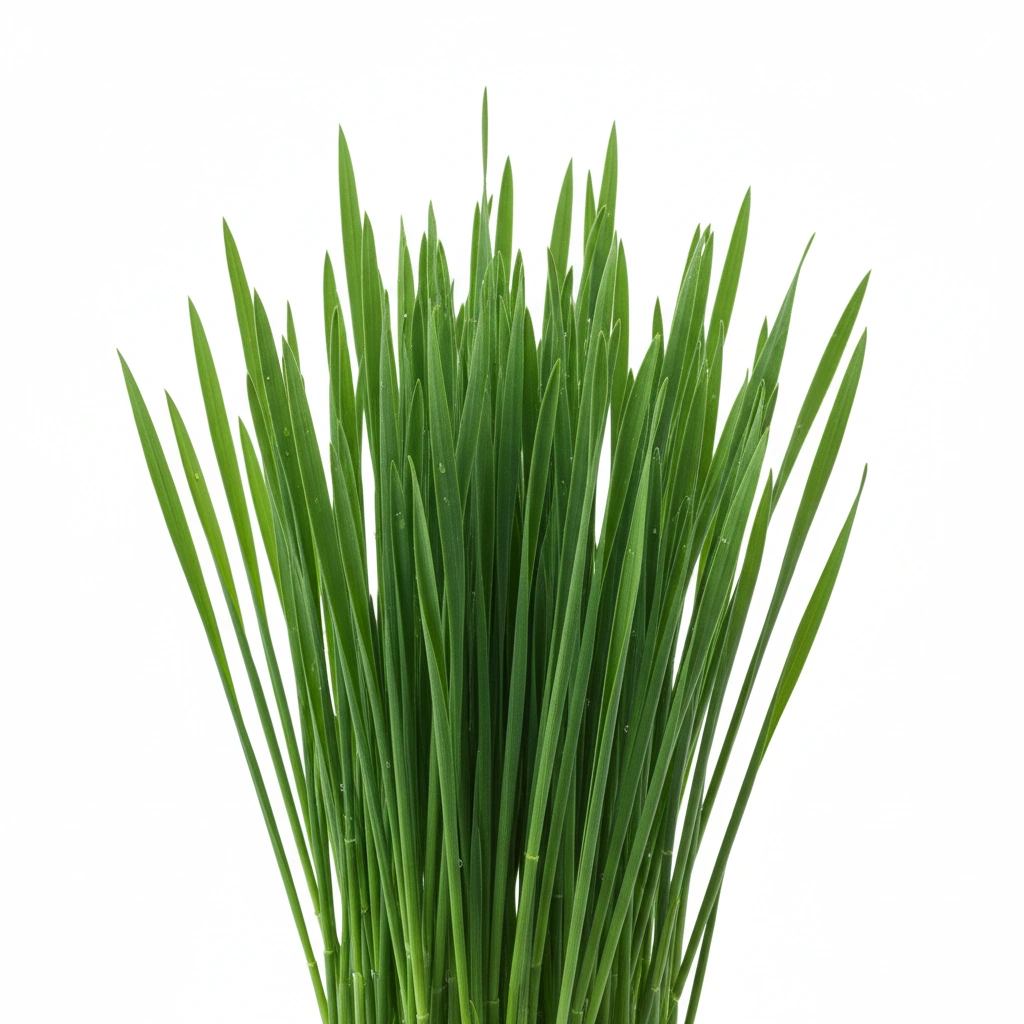 BARLEY GRASS POWDER (LEAF)