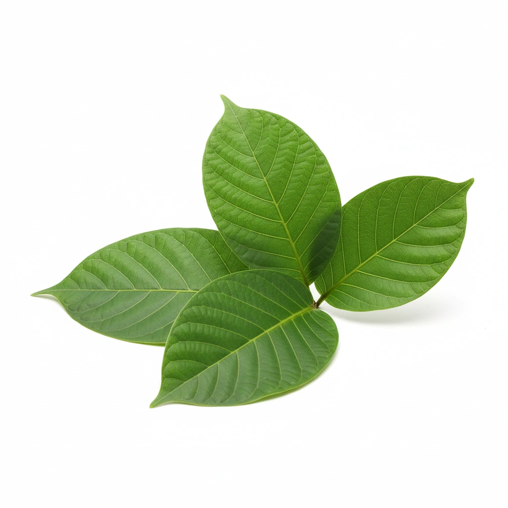 BANABA EXTRACT(LAGERSTROEMIA SPECIOSA)(LEAF)(STD. TO 1% COROSOLIC ACID)