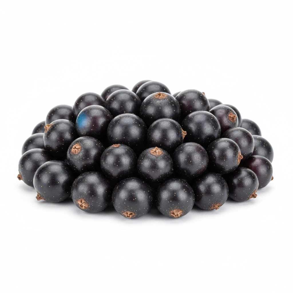 BLACK CURRANT POWDER (FRUIT)