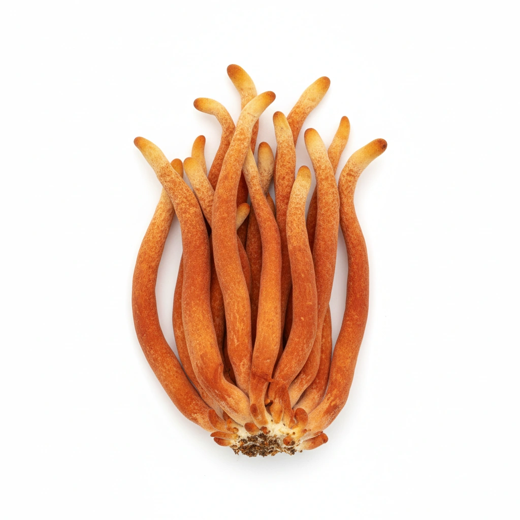 ORGANIC CORDYCEPS MILITARIS EXTRACT (FRUIT) 