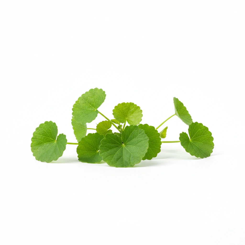 GOTU KOLA POWDER (CENTELLA ASIATICA)(WHOLE HERB)