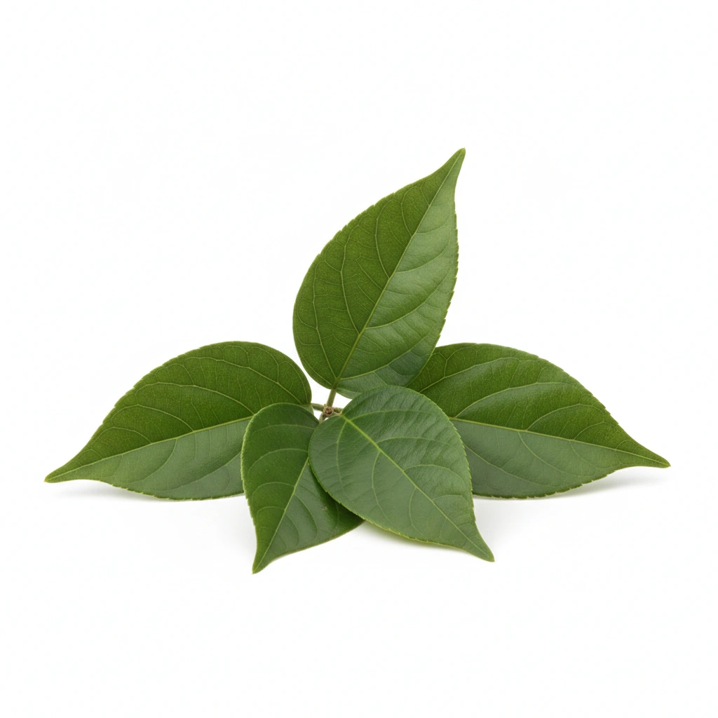 Cudrania tricuspidata Extract (Leaf) 10:1