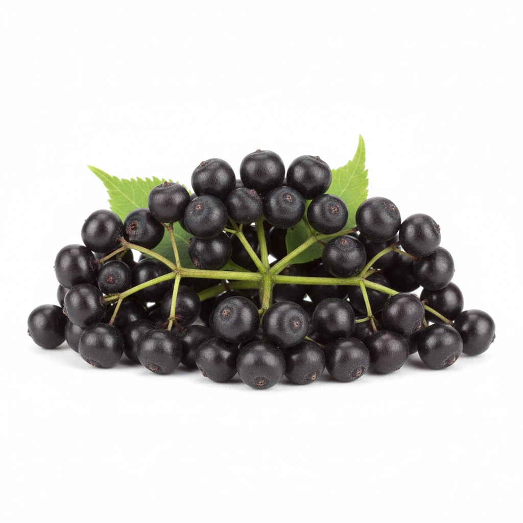 ELDERBERRY EXTRACT 10:1 (SAMBUCUS NIGRA)(FRUIT)