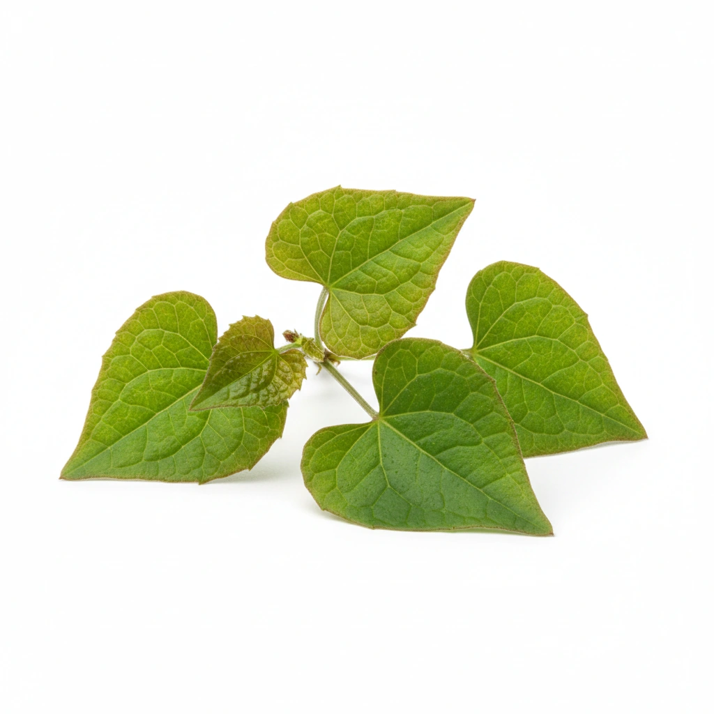 HORNY GOAT WEED POWDER (EPIMEDIUM SAGITTATUM)(LEAF AND STEM)