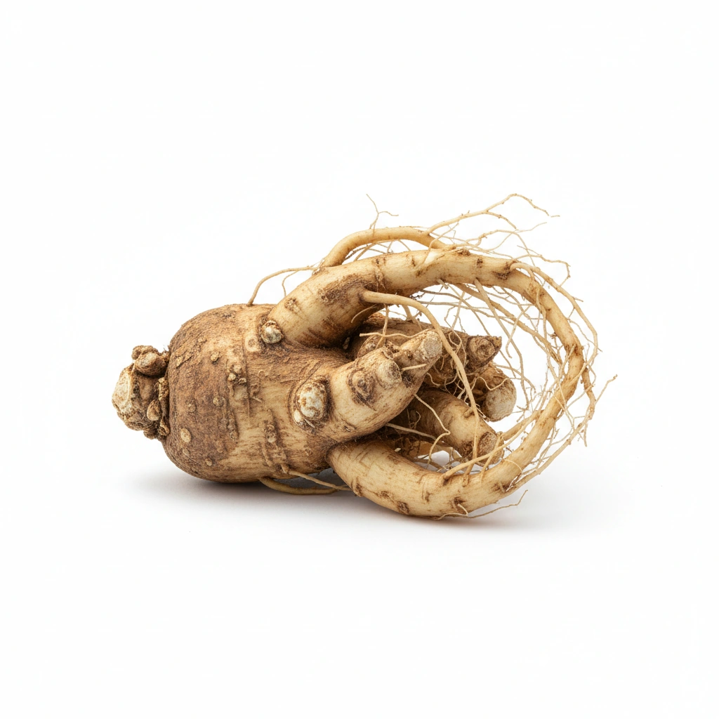 PANAX GINSENG EXTRACT 4:1 (ROOT)