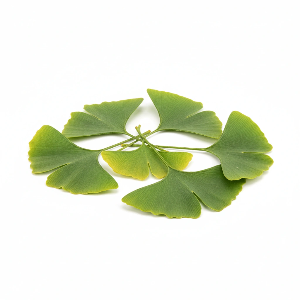 GINKGO BILOBA POWDER (LEAF)