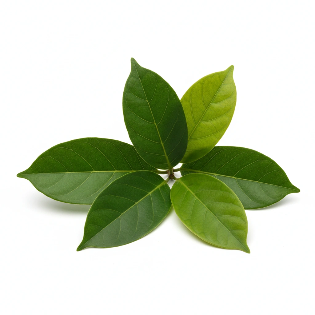 GRAVIOLA POWDER (ANNONA MURICATA)(LEAF)