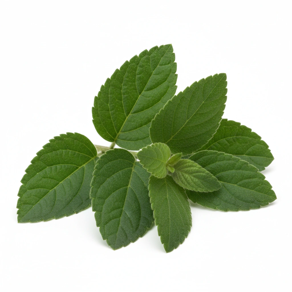 GYMNEMA SYLVESTRE POWDER (LEAF)