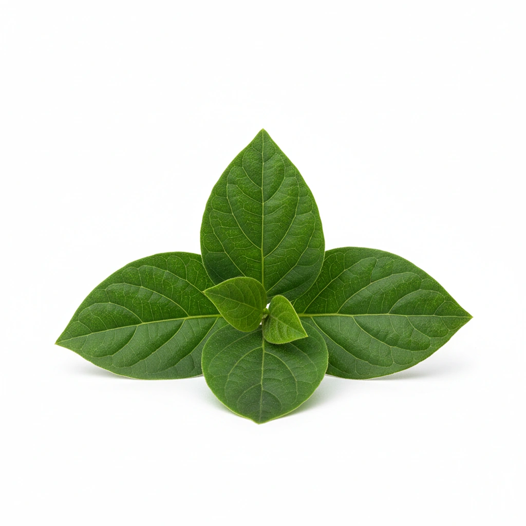 GYMNEMA SYLVESTRE EXTRACT 20:1 (LEAF)