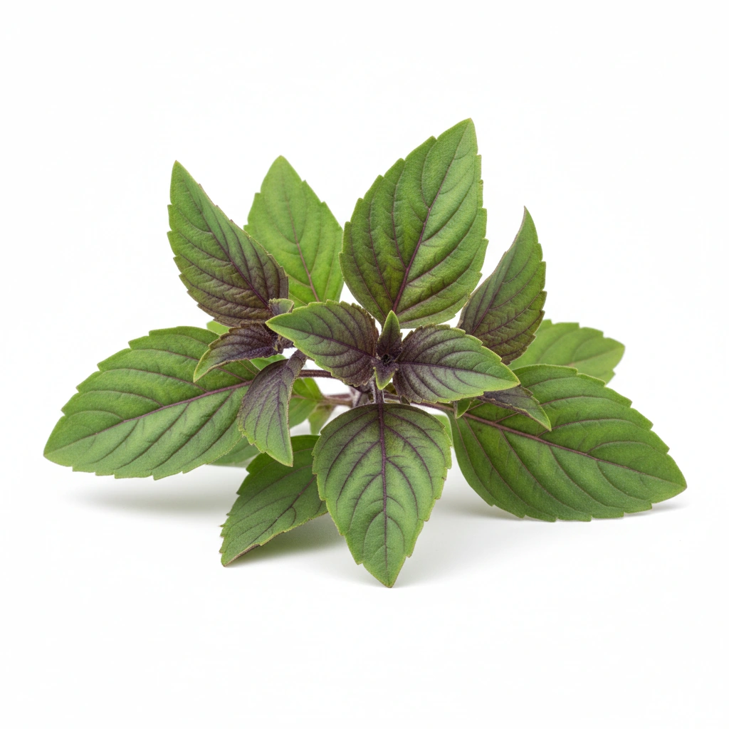 HOLY BASIL POWDER (OCIMUM SANCTUM)(LEAF)