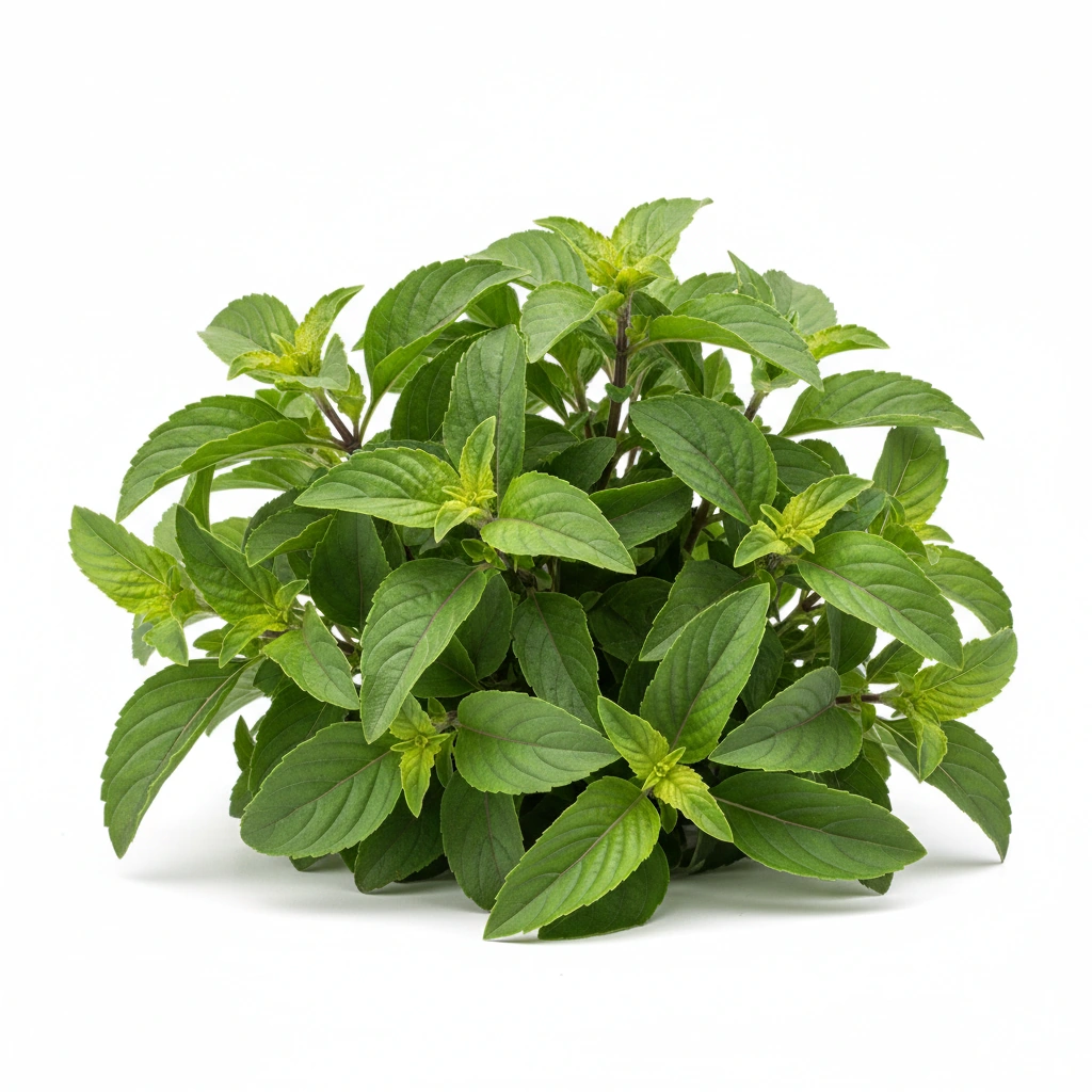 HOLY BASIL EXTRACT (OCIMUM SANCTUM)(LEAVES)(2.5% URSOLIC ACID) 