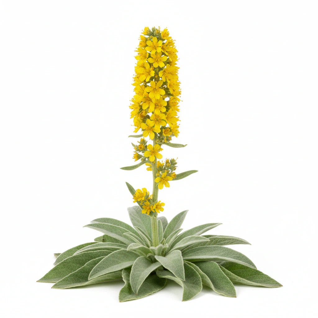 MULLEIN OIL