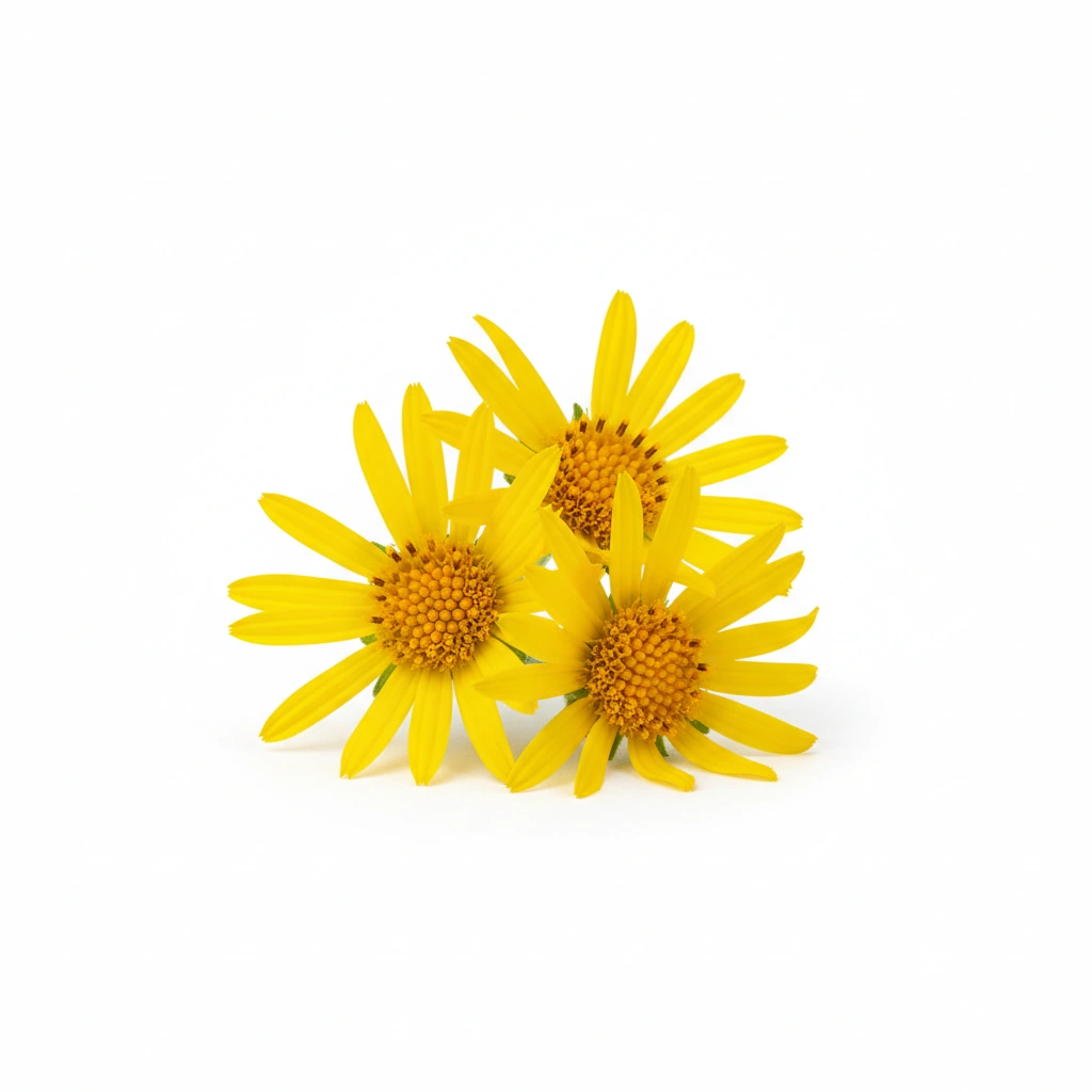 ARNICA MONTANA FLOWER EXTRACT