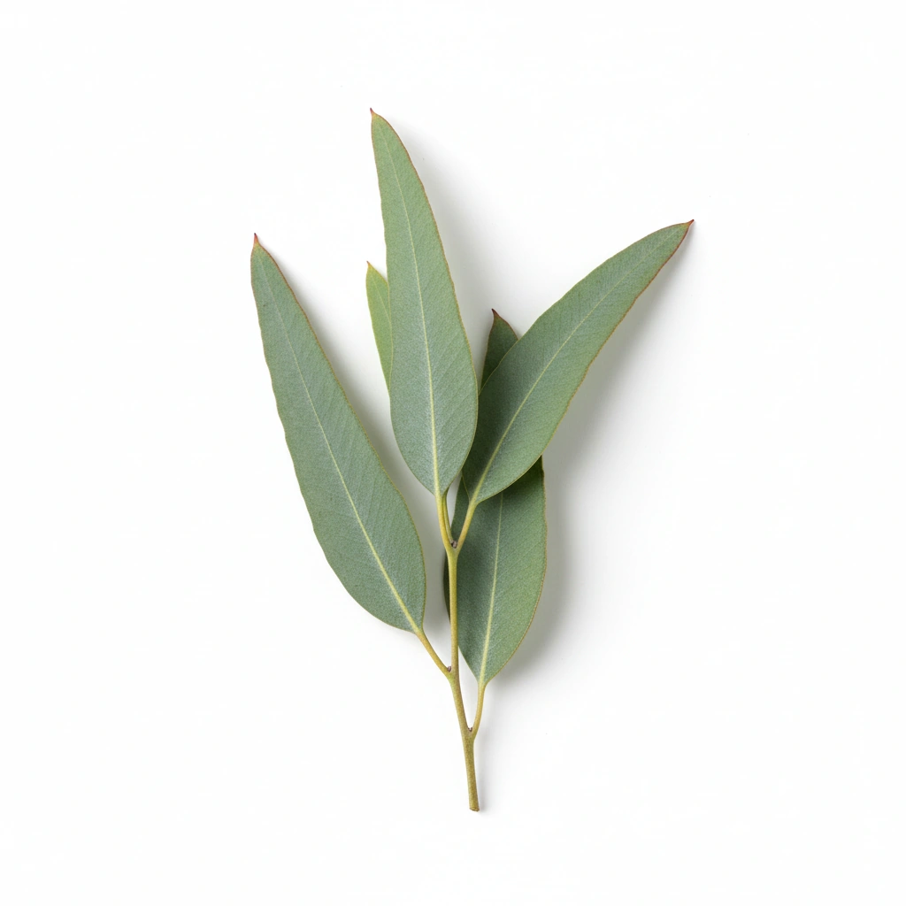 EUCALYPTUS GLOBULUS LEAF OIL