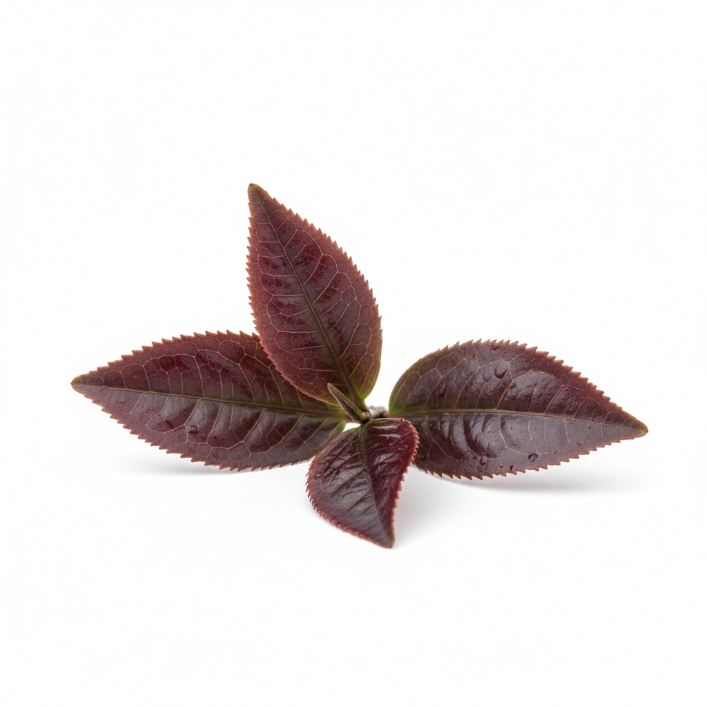 KENYAN PURPLE TEA POWDER (CAMELLIA SINENSIS)(LEAF)