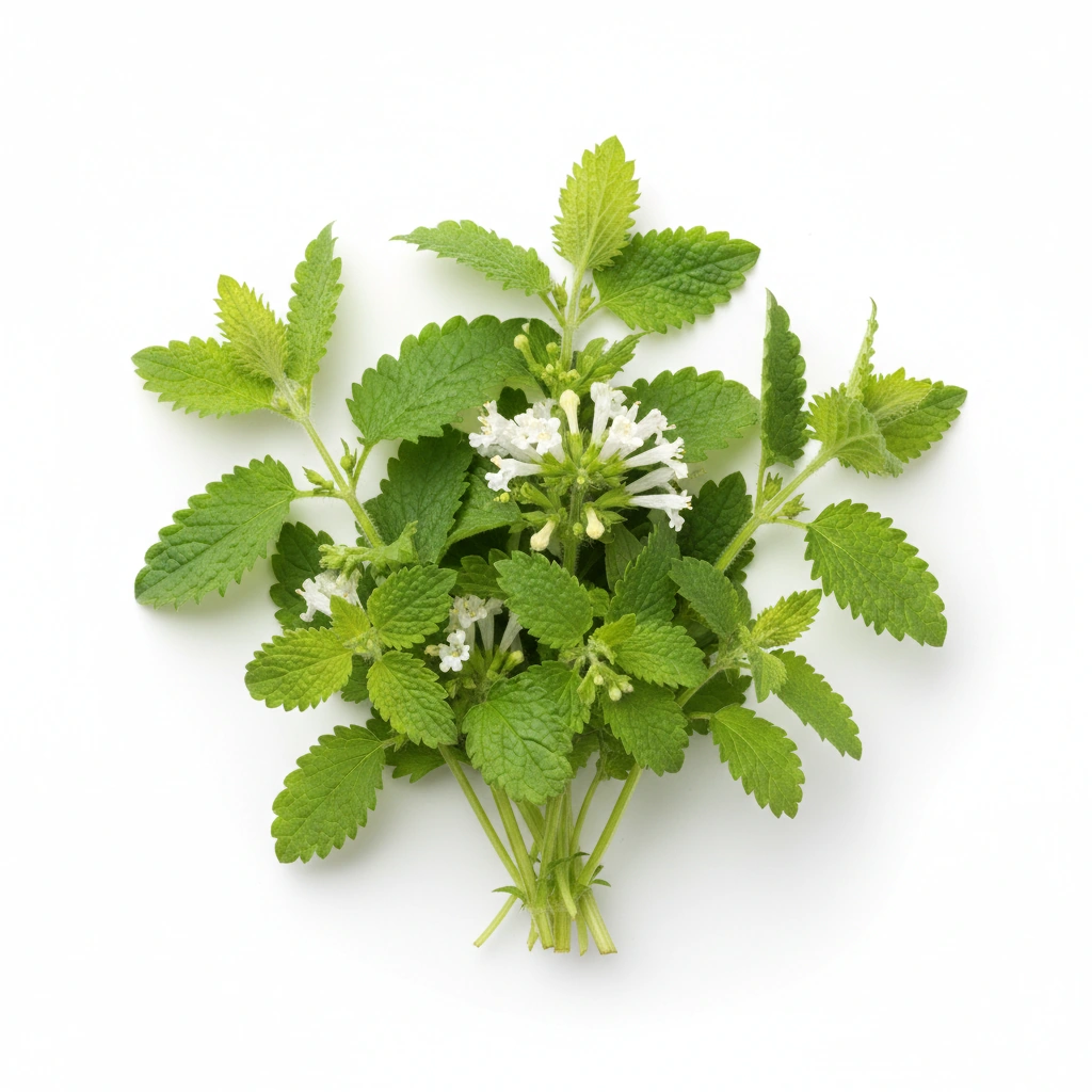 LEMON BALM POWDER (MELISSA OFFICINALIS)(STEM, LEAVES, FLOWER)