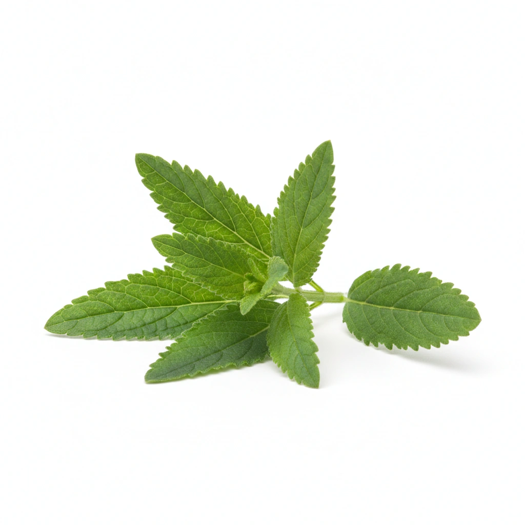 Lemon Verbena Extract 10:1 (Aloysia citrodora) (aerial parts)