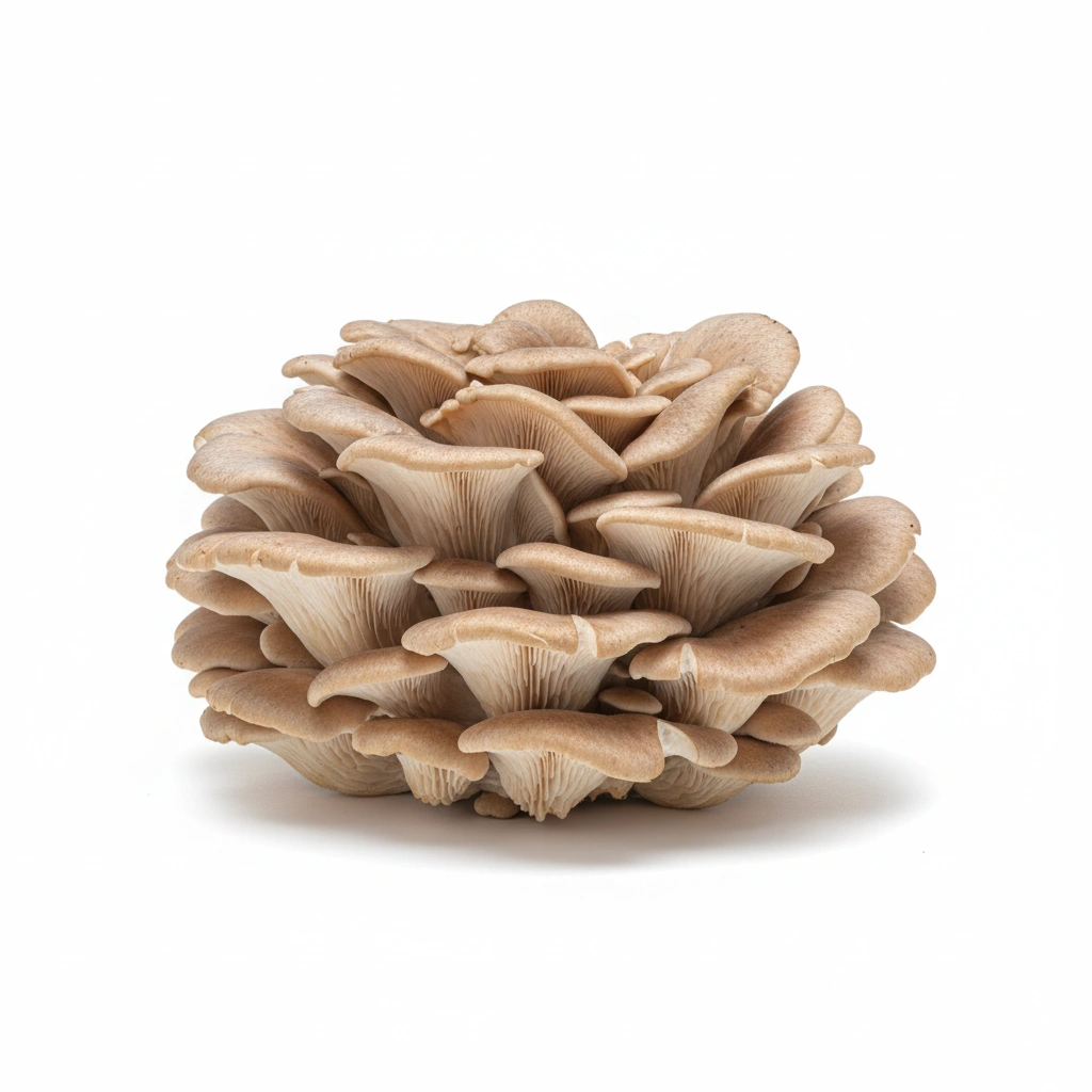 MAITAKE MUSHROOM EXTRACT 50%POLYSACCHARIDES(RIFOLA FRONDOSA)(SPOROCARP)