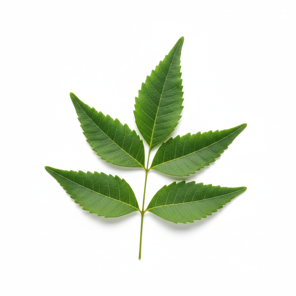 NEEM LEAVES POWDER