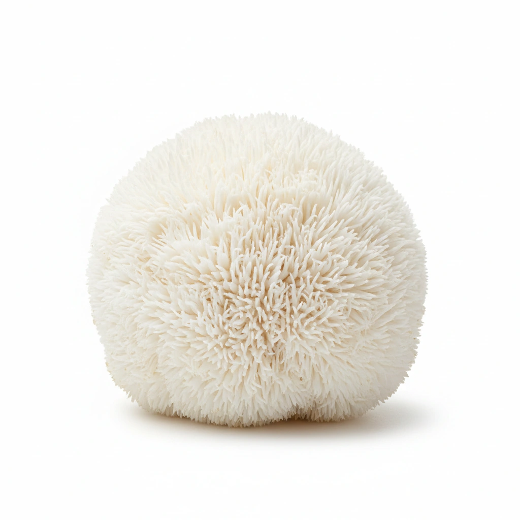 ORGANIC LIONS MANE (HERICIUM ERINACEUS) (WHOLE MUSHROOM COMPLEX)