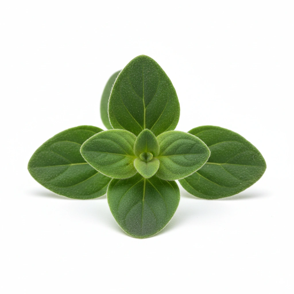 Oregano Leaf 4:1 Extract