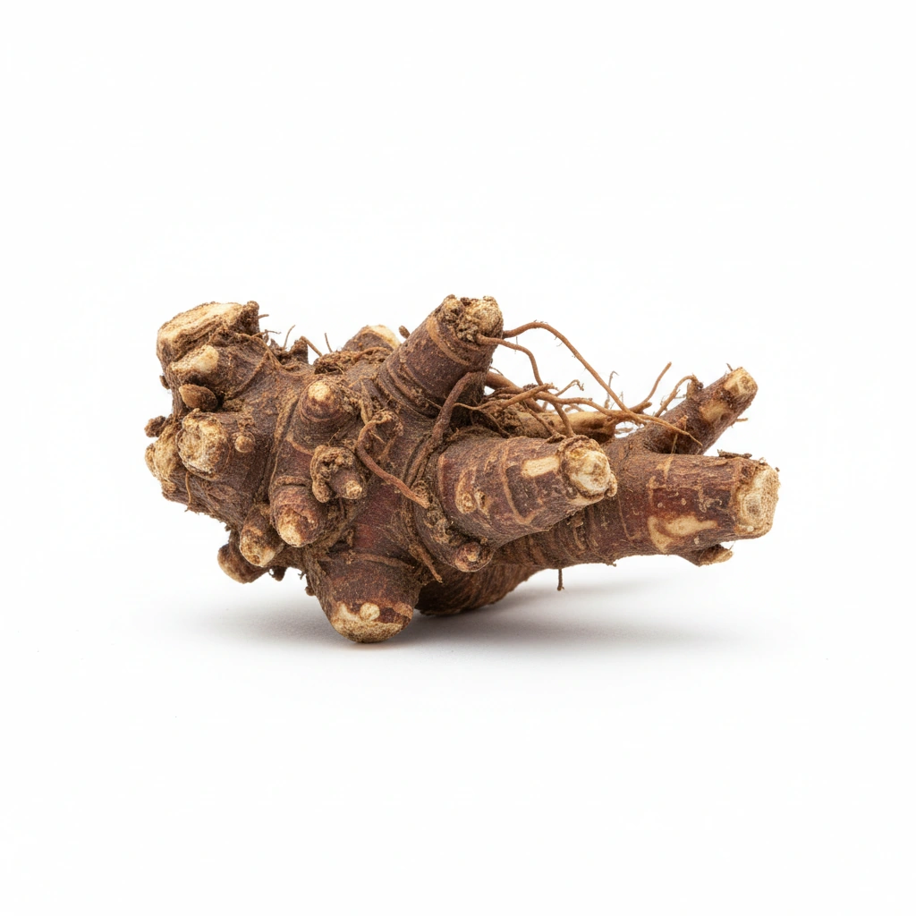 Osha Root Extract 4:1 (Ligusticum porteri)