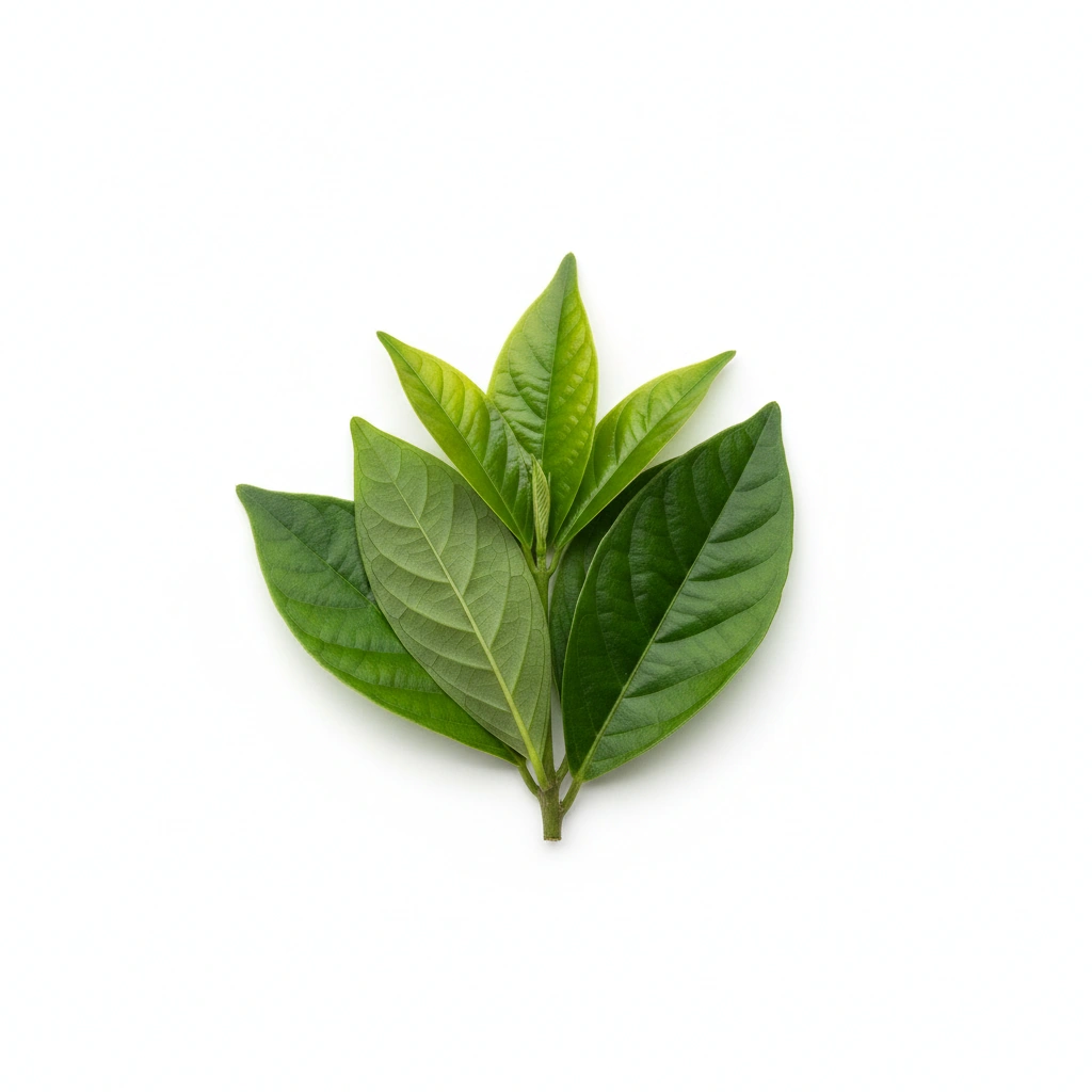 (PRISTINE HEALTH) TUPITEA QR CODE STICKER , 0.875 x 0.875, WHITE BOPP, GLOSS LAM, PAPER LINER, PERFORATED