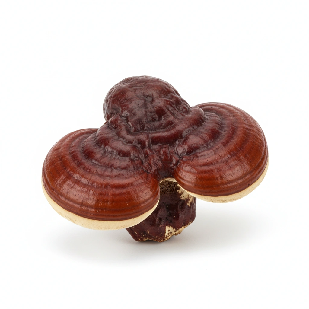 REISHI MUSHROOM POWDER (FRUITING BODY)