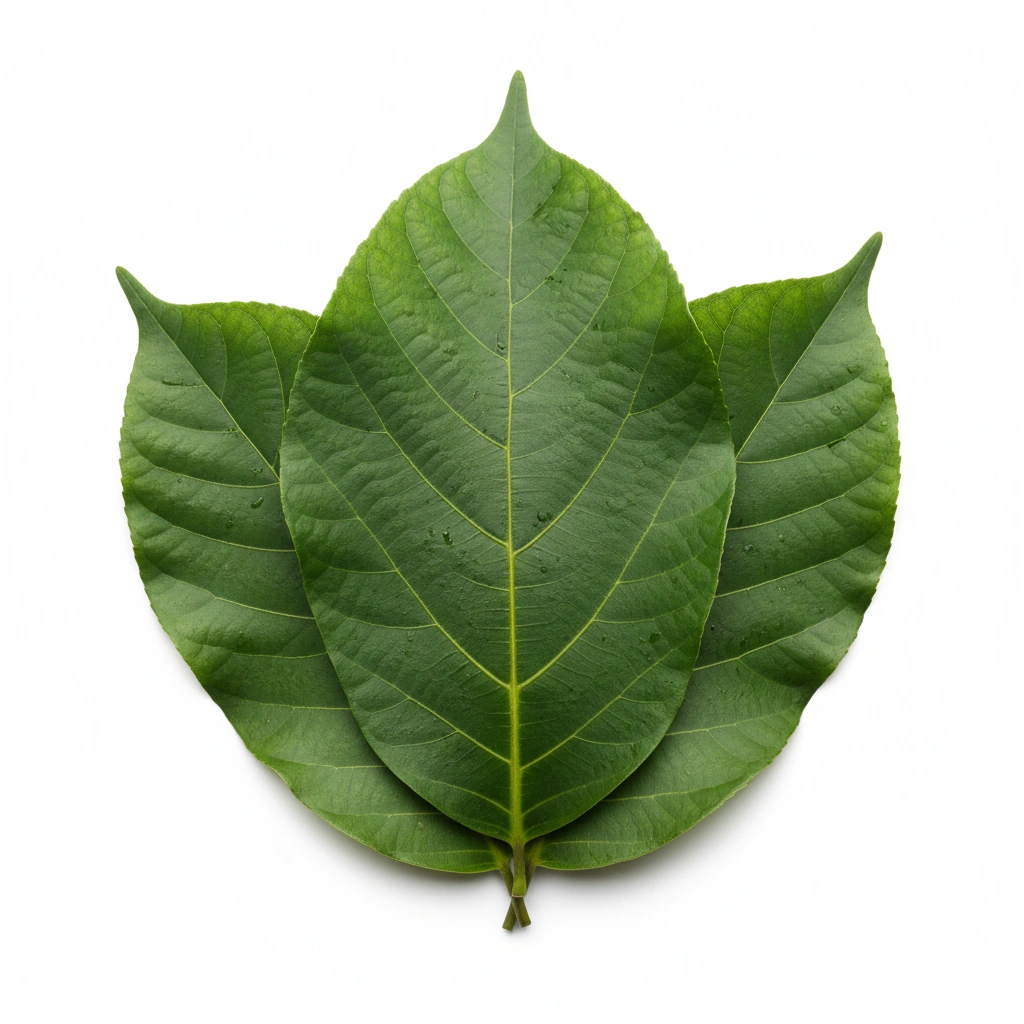 Teak Leaf Extract 4:1 (Tectona grandis)