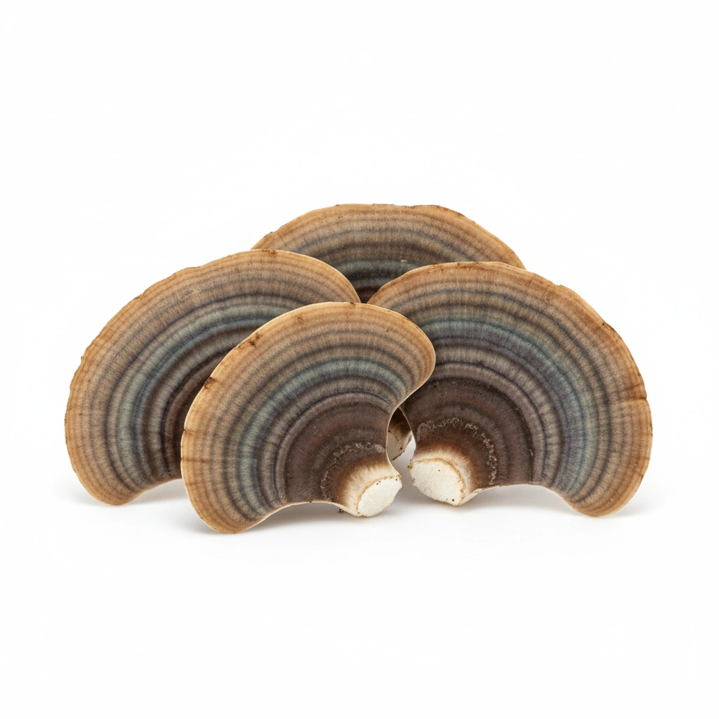ORGANIC TURKEY TAIL MUSHROOM (CORIOLUS VERSICOLOR)(FRUITING BODY)