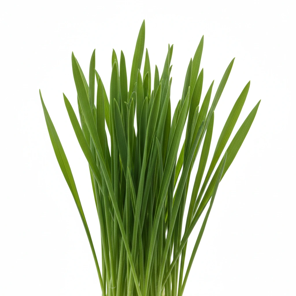 ORGANIC WHEAT GRASS POWDER (TRITICUM AESTIVUM L.)(LEAF)